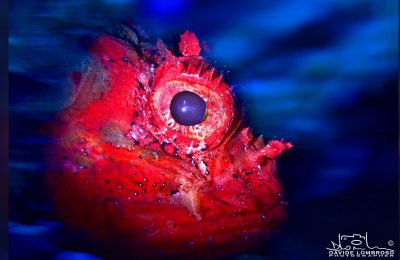 davide lombroso fotografo subacqueo myshot