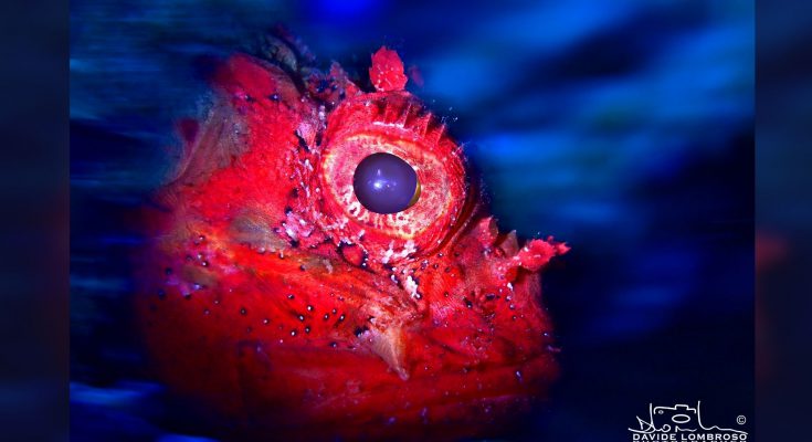 davide lombroso fotografo subacqueo myshot