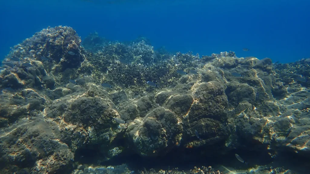 Fondale roccioso in Grecia nel Mediterraneo orientale, area esposta ai cambiamenti ecologici e alle specie non indigene