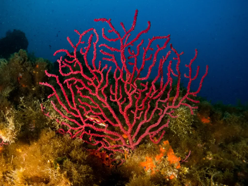 Gorgonie e coralligeno nel Mediterraneo, habitat simbolo minacciato dalla tropicalizzazione del mare