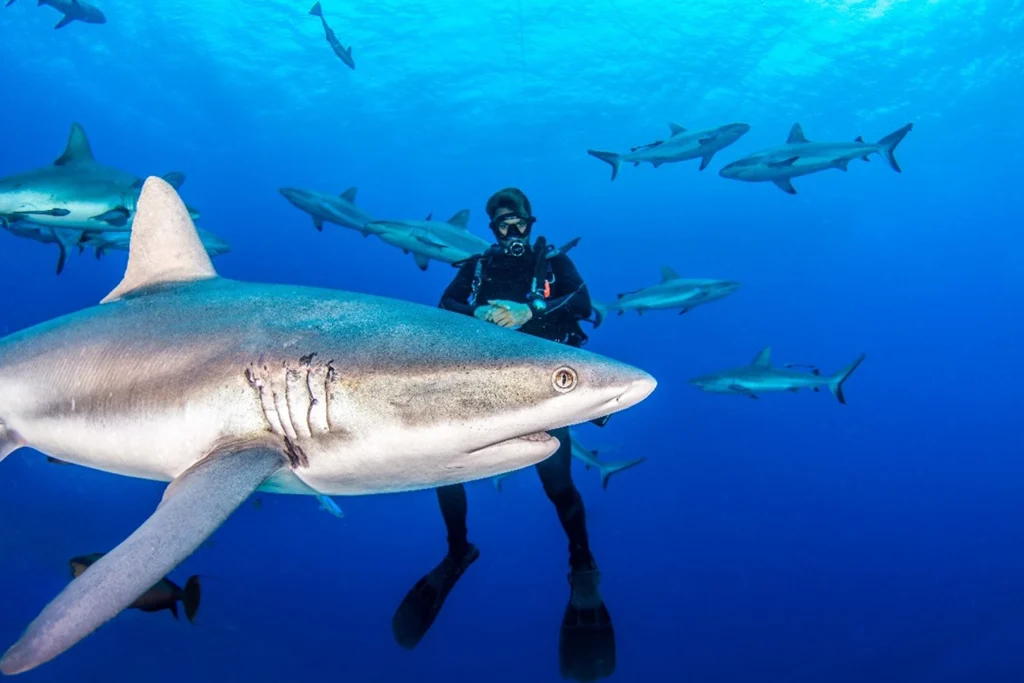 Squalo in primo piano con sub e squali in secondo piano