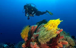 Crociera Filippine Mere Subacque