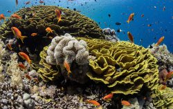 offerte dive camel mar rosso estate