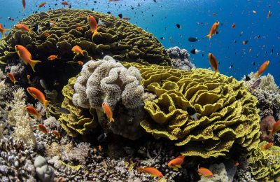 offerte dive camel mar rosso estate