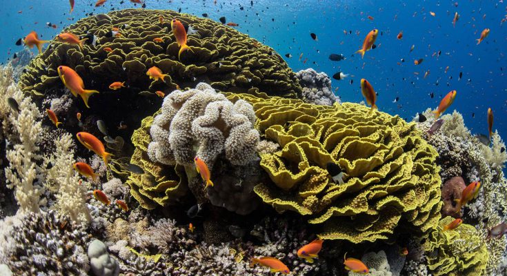 offerte dive camel mar rosso estate