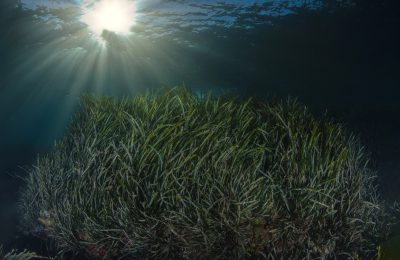 posidonia mar mediterraneo cambiamento