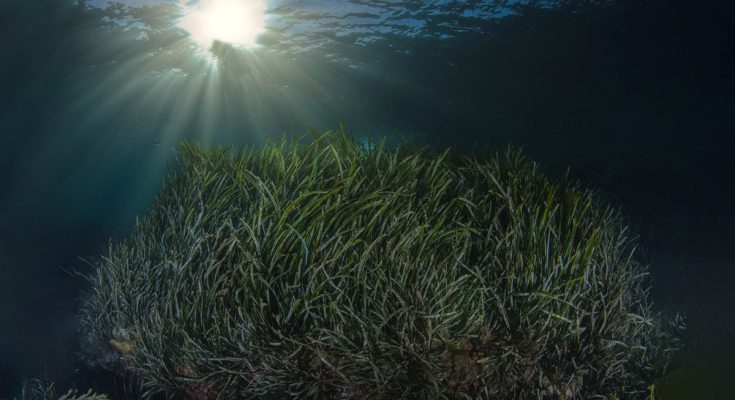 posidonia mar mediterraneo cambiamento