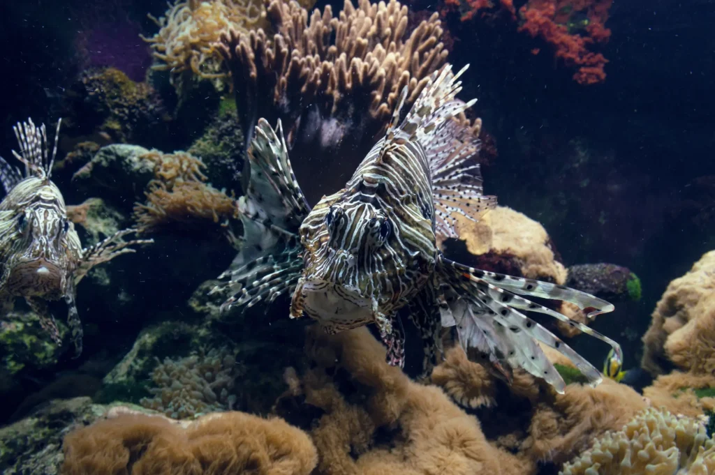 Pterois miles nel Mediterraneo, pesce scorpione tra le specie aliene della tropicalizzazione mediterranea