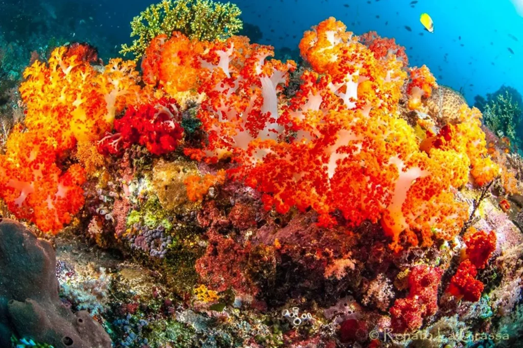 Reef coralli fotografia di Renato La Grassa