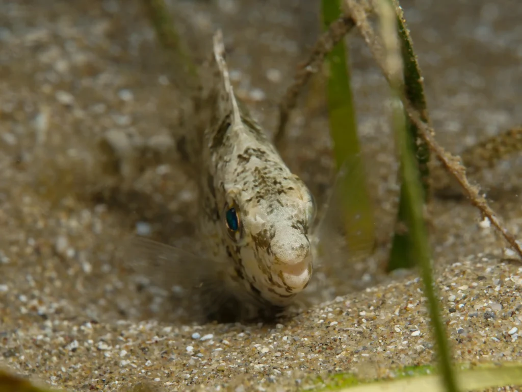 Siganus luridus a Cipro, pesce coniglio erbivoro tra le specie aliene del Mediterraneo tropicalizzato