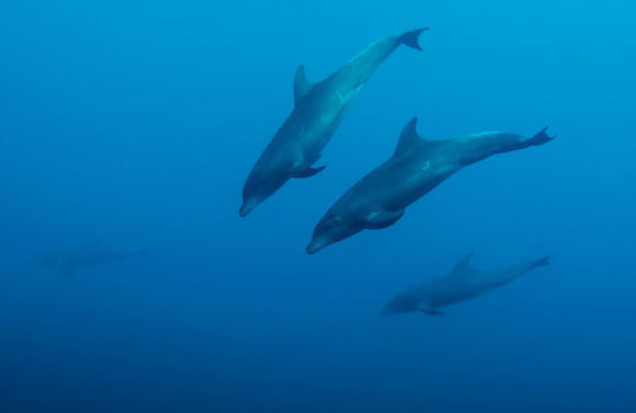 delfini