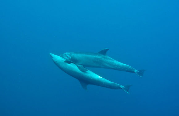 delfini