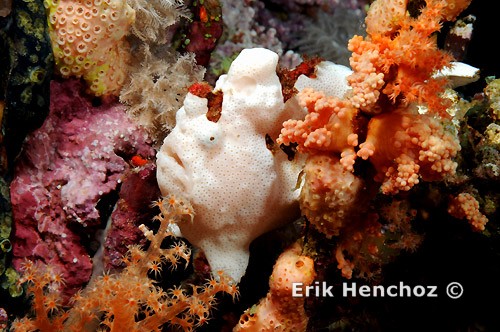 Foto con YS-110 Alfa