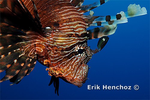 Foto con YS-110 Alfa