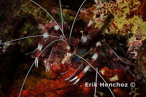 Foto con YS-110 Alfa