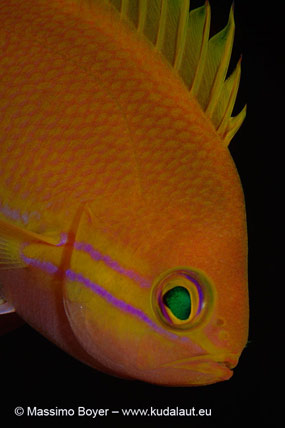 Pseudanthias pleurotaenia, femmina, con occhi decorati da antico egizio.