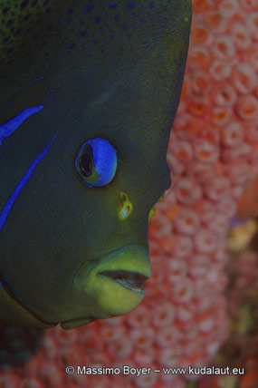 L’irreale ombretto azzurro del pesce angelo Pomacanthus semicirculatus.
