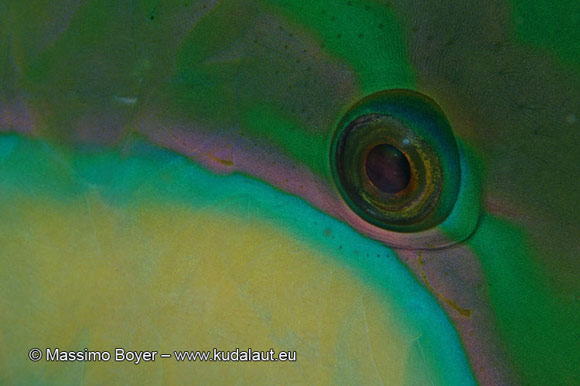 L’iride del pesce pappagallo Chlorurus bleekeri segnala lo stato d’animo del pesce.