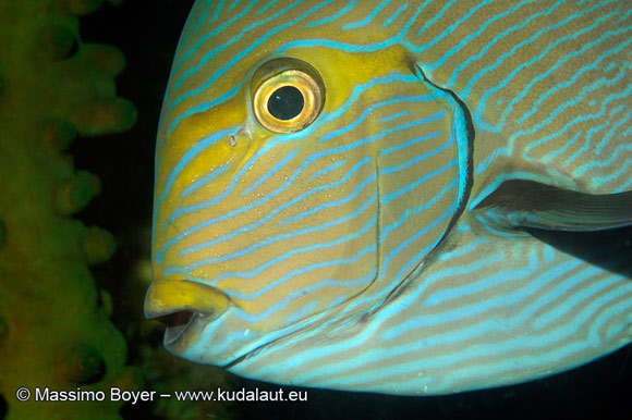 L’iride del pesce chirurgo Acanthurus xanthopterus segnala lo stato d’animo del pesce.