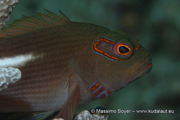 Un trucco eccessivo sottolinea l’occhio del pesce falco Paracirrhites arcuatus.