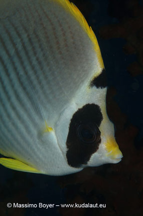 Chaetodon adiergastos