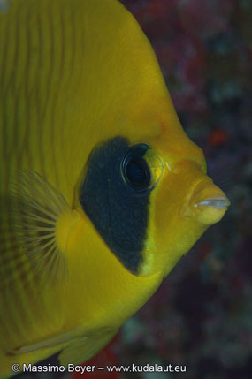 Chaetodon semilarvatus