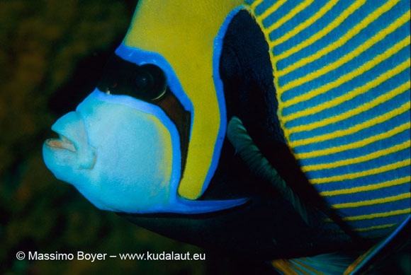 La maschera da supereroe del pesce angelo imperatore Pomacanthus imperator.