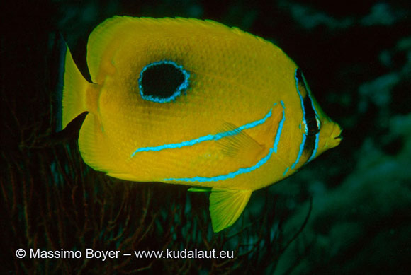 Chaetodon bennetti, esempio di falso occhio sulla parte posteriore dell’animale.