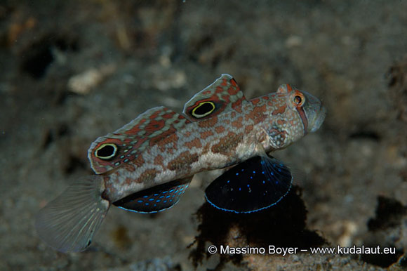 Nel ghiozzo Signigobius biocellatus due falsi occhi lo rendono simile a un grosso granchio.