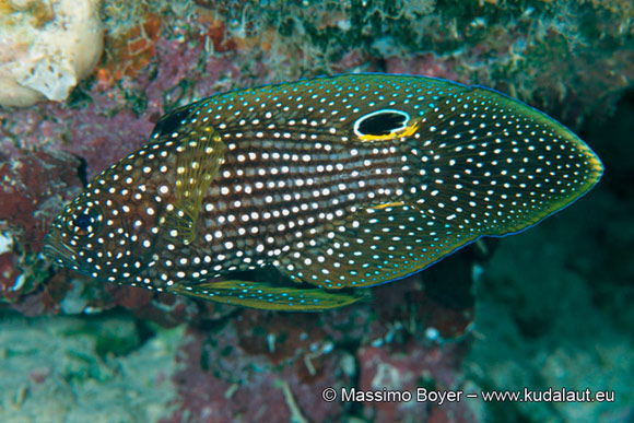 Il pesce cometa Calloplesiops altivelis. La posizione del falso occhio rende la coda del pesce simile al muso di una minacciosa murena.