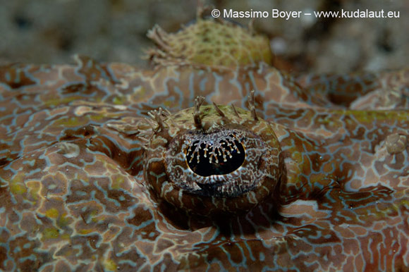 L’occhio del pesce coccodrillo Cymbacephalus beauforti, nascosto da frange come ciglia finte.