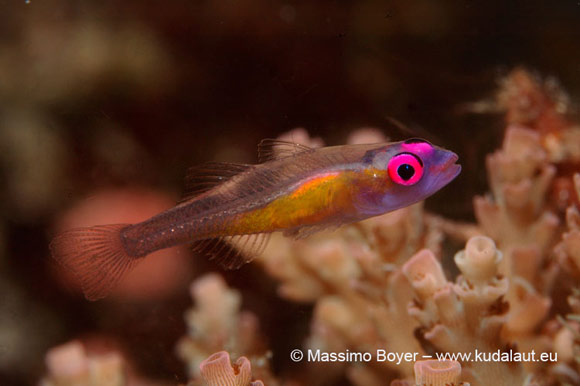 L’incredibile occhio rosa del ghiozzo Bryaninops natans.