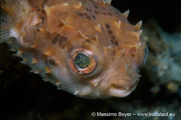 Cychclichthys orbicularis, un pesce istrice, ha occhi enormi e cornea con un filtro iridescente che migliora il contrasto nella visione in acque torbide.