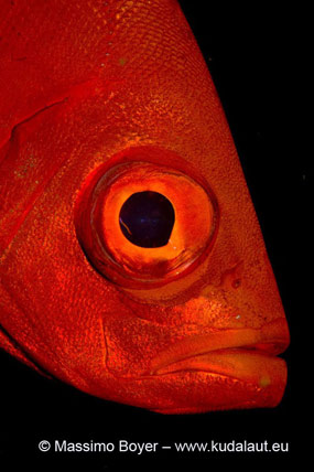 Priacanthus hamrur mostra il tipico occhio grande delle specie notturne.