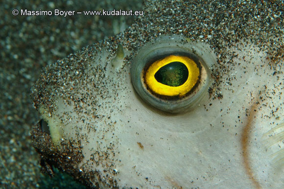 Il pesce palla Arothron manilensis ha cornea gialla per rendere la visione più ricca di contrasto in ambiente fangoso.
