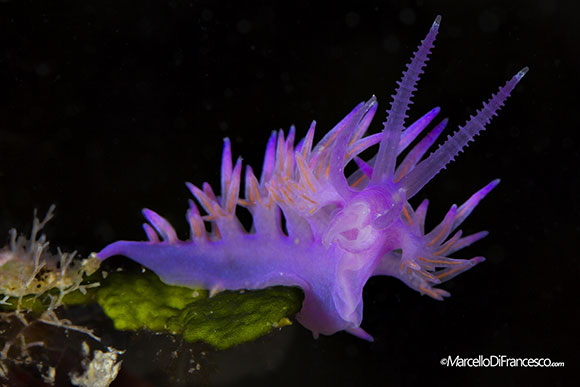 nudibranco