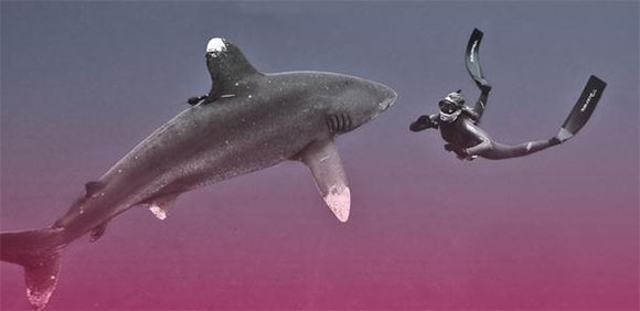 Julie Andersen si &egrave; immersa tra gli squali Longimanus in Sud Africa