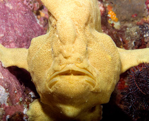 frog fish