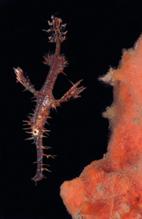 ghost pipefish