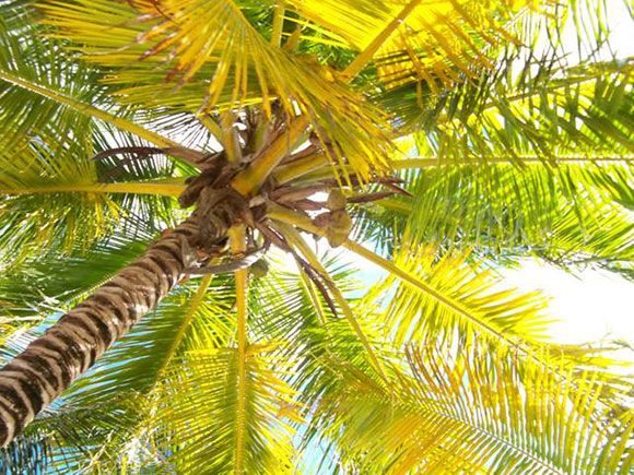 Vacanze subacquee a Bayahibe, Repubblica Dominicana