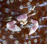 NeopetrolishesmaculatusDerawan