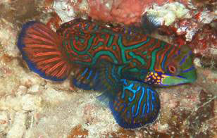 mandarin fish