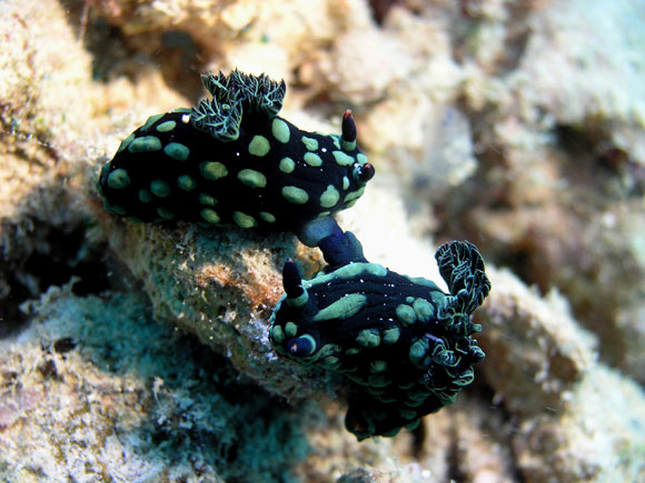 nudibranchi barriera corallina asutraliana