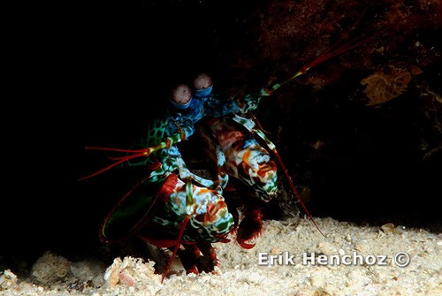 immersioni a Zanzibar