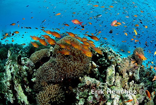 immersioni a Zanzibar