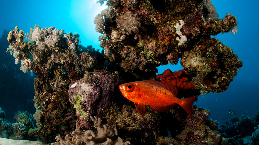 grandangolo fotografia subacquea