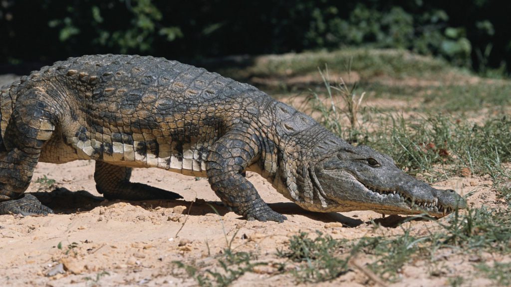 Kenya coccodrillo