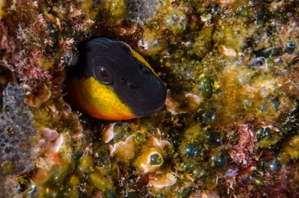 Conoscere il mare-Bavosa gote gialle-Lipophrys canevae