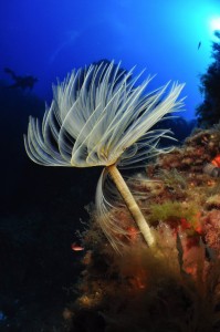 Ustica_Spiro-680x1024