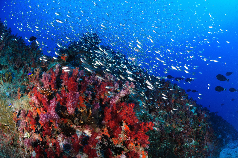 Cousin Rock 1785_017bassa